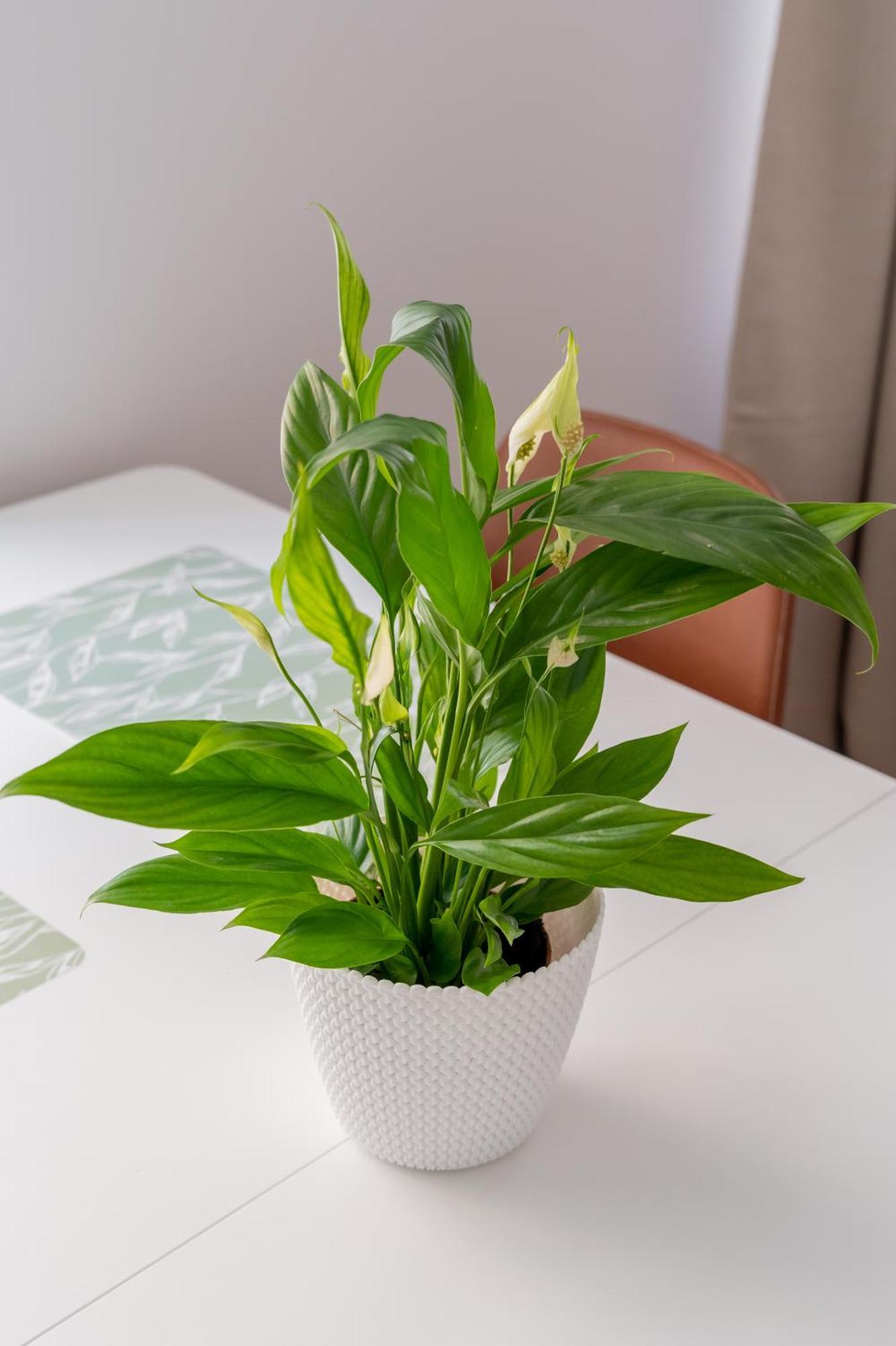 Spacious 1-Bedroom Apartment In The Heart Of Old Town Рига Екстериор снимка